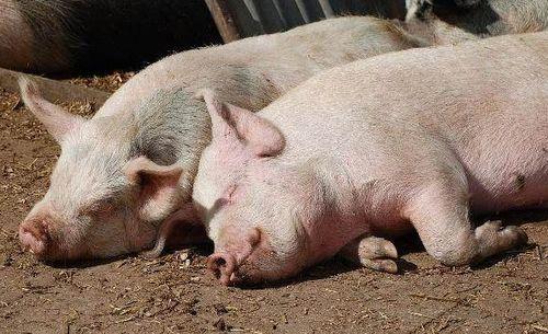 猪可以吃生瓜吗视频大全,视频解析与营养分析