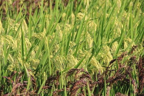 稻田吃瓜写真视频素材下载,揭秘稻田吃瓜写真视频的诱人魅力