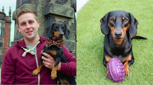 两个吃瓜群众狗狗视频大全,萌态百出，笑料连连