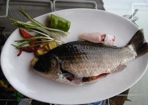 六大瓜吃鲫鱼视频大全集,美味鱼宴，一网打尽