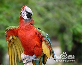 鹦鹉可以吃白瓜嘛视频