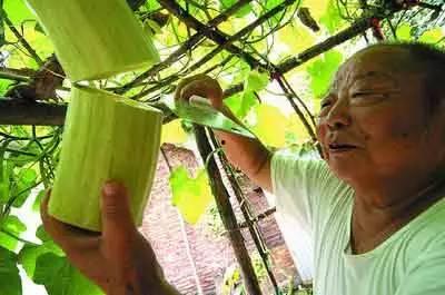 树上摘的瓜米可以吃吗视频,揭秘可食用瓜米的神奇魅力