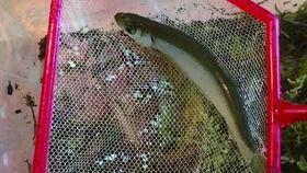 辛安小蛇吃瓜视频播放全集,揭秘娱乐圈幕后风云