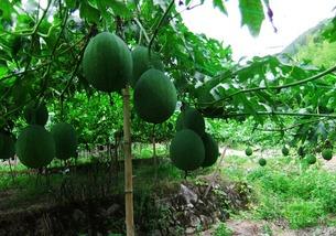 吊瓜是咋吃的视频大全集,视频大全集教你轻松享美味