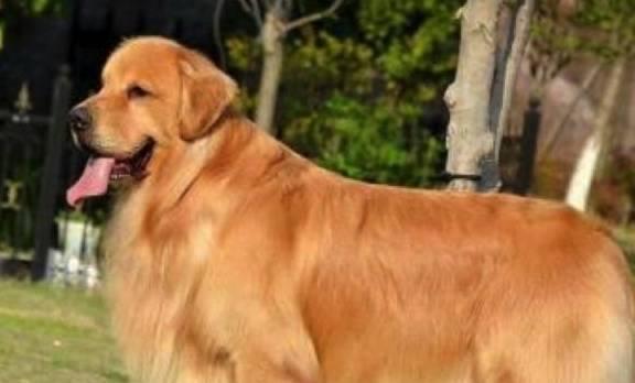 金毛吃生瓜视频,萌态百出引网友爆笑